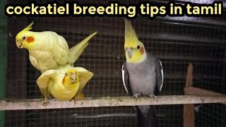 Cockatiel breeding in tamilcockatielbreedingyasmaking [upl. by Ilac768]