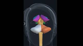 Diencephalon amp Brainstem 3D Anatomy Epithalamus Subthalamus hypothalamus Medulla Pons Midbrain [upl. by Ergener313]