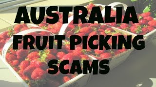 FRUIT PICKING SCAMS IN AUSTRALIA BACKPACKERS BEWARE [upl. by Duwad]