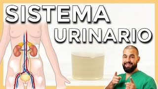 Anatomía del SISTEMA URINARIO VÍAS URINARIAS Repaso básico [upl. by Raasch]