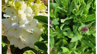 Beautiful March blooms in the garden Plants are leafing out and budded up viburnum salvia [upl. by Wendell8]