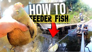 HOW TO FEEDER FISH ANY RIVER FOR BREAM [upl. by Zelda]