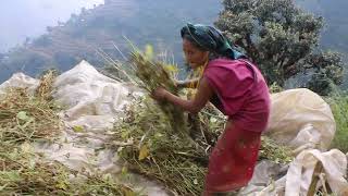 Harvesting or collecting dry grass technology in village  Nepali village [upl. by Sirkin]