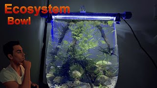 Self Sustaining Ecosystem Bowl AquariumNO WATER CHANGENo Filter Aquarium Simple Aquascape Tutorial [upl. by Noyk]