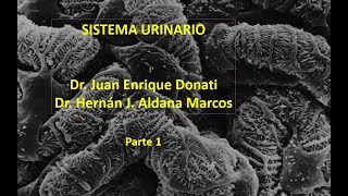 Sistema renal Primera parte de 5 Hernán Aldana y Juan Donati [upl. by Rakso]