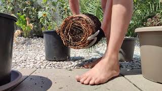 Palme richtig umtopfen DIY Tutorial Phoenix canariensis Kanarische Dattelpalme 🌴 pflanzen Substrat [upl. by Aehcim]