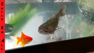 BLOB CATFISH Love GOLDFISH [upl. by Nikola]