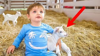 Baby Noah Meets Baby Goats for the First Time emotional [upl. by Lundt]