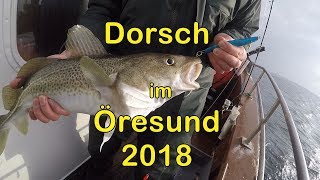 Dorsch im Öresund  2018 [upl. by Enyawud166]