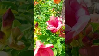 Allamanda plantvideogarden gardenflowers tending viralvideo [upl. by Bennet]