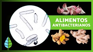 14 ANTIBIÓTICOS NATURALES más PODEROSOS 🌿🦠 Alimentos y Plantas Antibacterianas [upl. by Katonah]