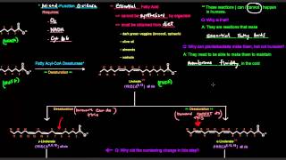 Fatty Acid Synthesis Part 12 of 12  Desaturation [upl. by Aela]