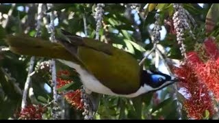 Bluefaced honeyeater Entomyzon cyanotis [upl. by Aneelas563]