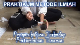 Praktikum Metode Ilmiah  Pengaruh Susu Terhadap Pertumbuhan Tanaman [upl. by Leffert]