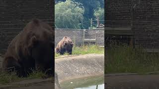 Bear feeding Camperdown Wildlife Centre bear brownbear camperdown zoo [upl. by Ainollopa913]