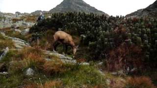 kozica tatry hala gąsienicowa [upl. by Dier]