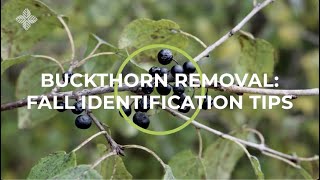 Buckthorn Removal Fall Identification Tips [upl. by Chic]