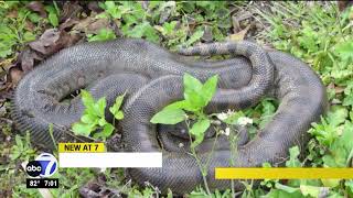 Invasive green anacondas pose threat to Florida Everglades ecosystem [upl. by Lennaj]