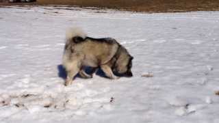 A Norwegian Elkhounds Hunting Instinct  A Meal of Two Mice [upl. by Yadsendew853]