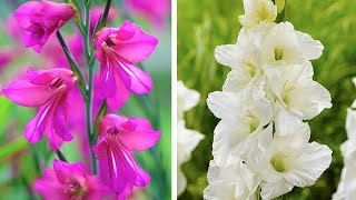 How to Plant Gladioli Summer Garden Guide [upl. by Sirob]