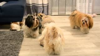 Lhasa Apso amp Shih Tzu [upl. by Mitzi]