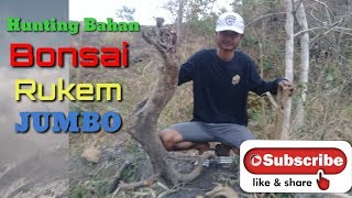 BERBURU BAHAN BONSAI RUKEMFlacourtia Indica DI ALAM [upl. by Selfridge]