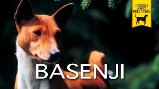 BASENJI trailer documentario razza canina [upl. by Allistir]