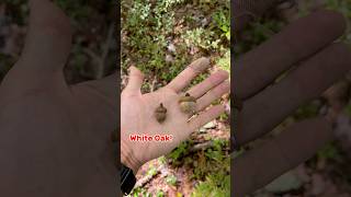 White Oak vs Red Oak  Easy Identification  Deer Food [upl. by Faro56]