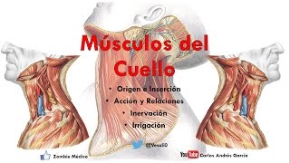 Anatomía  Músculos del Cuello Inserción Inervación Irrigación y Acción [upl. by Yobybab547]