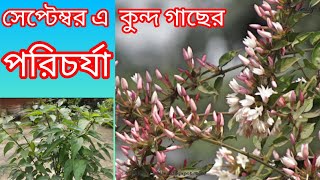 সেপ্টেম্বর মাসে কুন্দ ফুল গাছের পরিচর্যা  How to Care Kunda flowersDowny Jasmine roofgardening [upl. by Hermon]