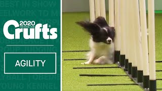 Agility  Singles Heat  Small Jumping  ​Crufts 2020 [upl. by Nyrmac]