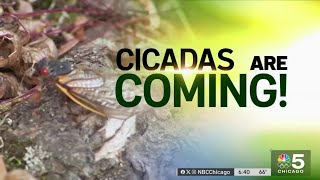 Everything you need to know about the 2024 Cicada emergence [upl. by Harolda]