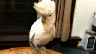 Parrot Dancing Gangnam Style [upl. by Atilol653]