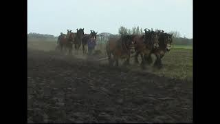 Exceptional a large field is plowed by 16 teams of 3 Belgian draft horses [upl. by Eciruam]