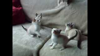 Stunning Snowshoe Kittens Playing [upl. by Nayrda]