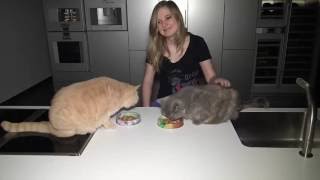 How to make cats birthday cake The best recipe [upl. by Cagle]