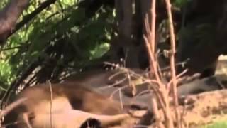 Documental de Leones Leones Vs Hienas Enemigos Eternos Especial National Geographic [upl. by Bainter]