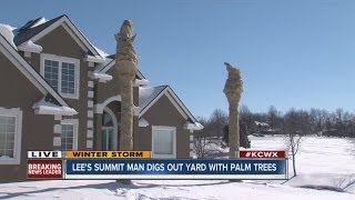 Palm trees growing in snowy Lees Summit yard [upl. by Hellene]