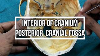 Posterior Cranial Fossa [upl. by Ancel645]