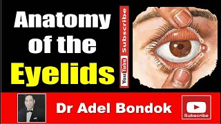 Anatomy of the Eyelids Dr Adel Bondok Making Anatomy Simple [upl. by Aynotan]