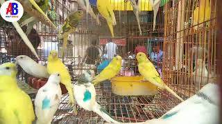 Bird Price Update  Recent all exotic bird  Gallif Street Pet Market  bird birdlover Amitbirds [upl. by Oballa]