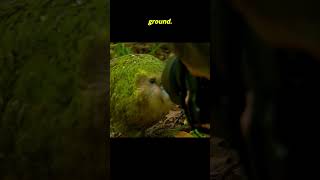 Kakapo The Flightless Parrot with an Owl Face facts shorts parrot birds [upl. by Esihcoc]