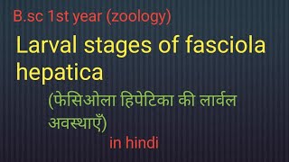 Larval stages of Fasciola hepaticaBsc 1st year zoology [upl. by Aiello]