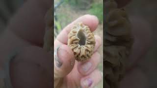 Trailside Morels in Polk County Wisconsin [upl. by Ronyar853]