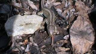 Ještěrka obecná žere žížalu  Sand Lizard eats a worm [upl. by Bittencourt]