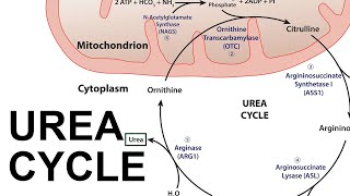 Urea Cycle [upl. by Cinom]