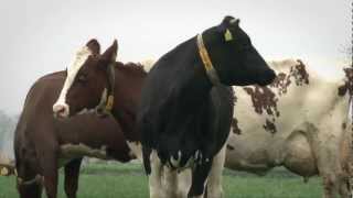 Norwegian Red x Holstein dairy cows on Rinze Haisme farm in the Netherlands [upl. by Dani]