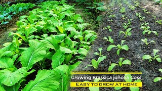 Brassica juncea Easy to grow at home [upl. by Aihtnyc]