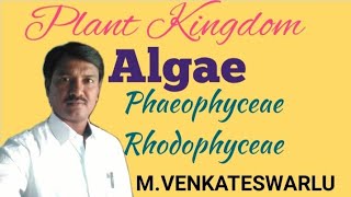 Algae  Phaeophyceae  Rhodophyceae  Biology  NEET [upl. by Apurk]