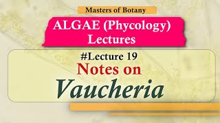 Lecture 19  Vaucheria Life Cycle Chlorophyceae  Algae Lecture Notes [upl. by Laurice687]